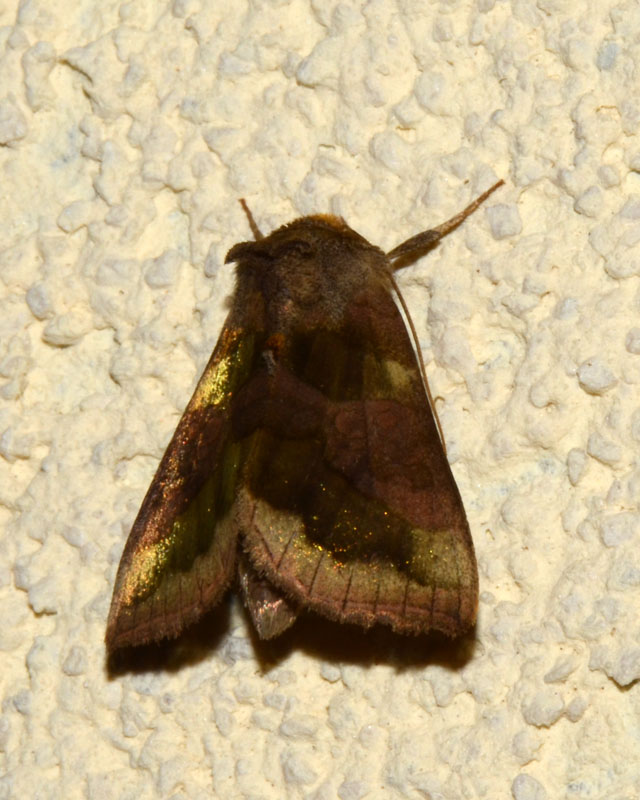 Noctuidae da determinare